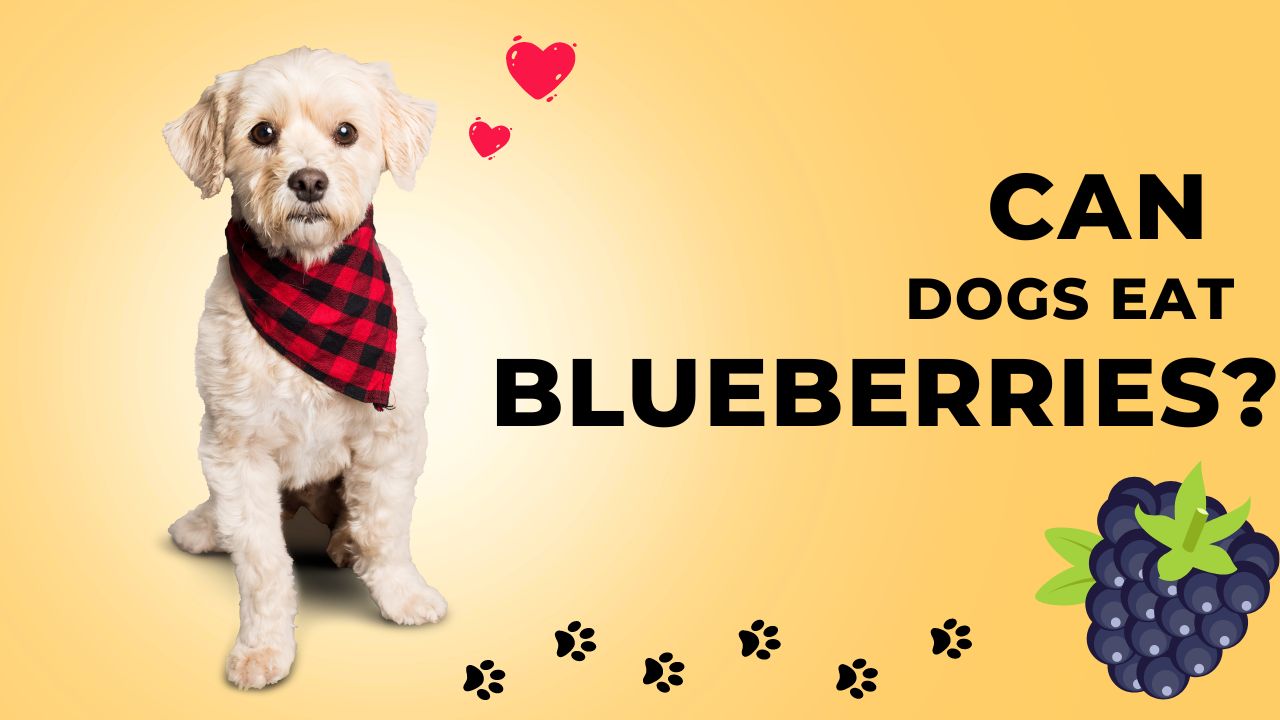 Can Dogs Eat Blueberries 