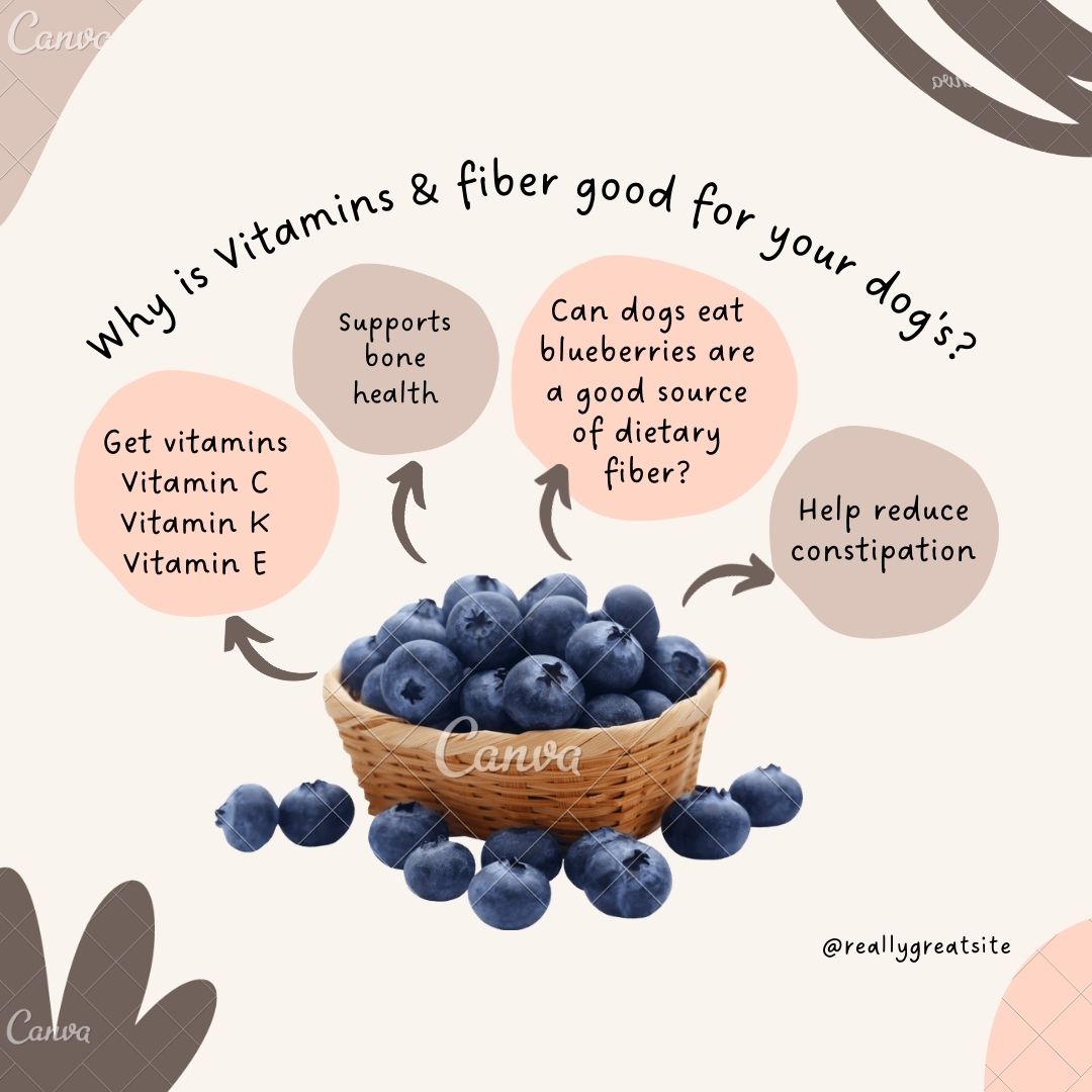 Benefits of Blueberries for Dogs