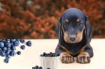 Blueberry Bliss: How Many Blueberries Can a Dogs Eat Safely Consume?