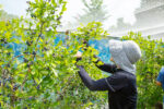 japanese blueberry tree