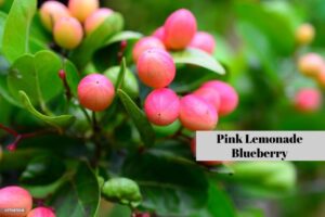 Pink Lemonade Blueberry